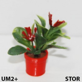 UM2+ Stor kruka blomma