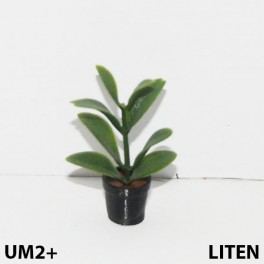 UM2+ Liten kruka grön växt