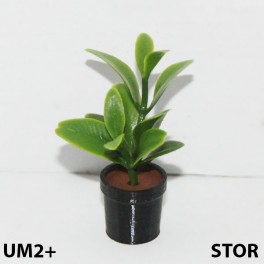 UM2+ Stor kruka grön växt