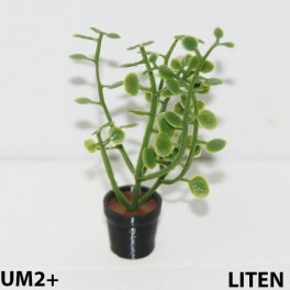 UM2+ Liten kruka grön växt