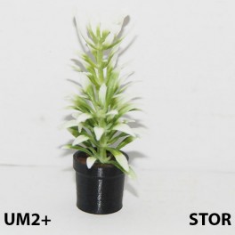 UM2+ Stor kruka grön växt
