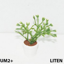 UM2+ Liten kruka grön växt