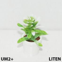 UM2+ Liten kruka grön växt