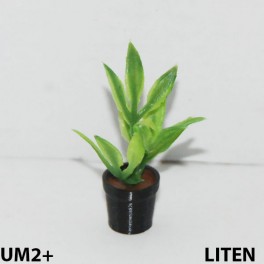 UM2+ Liten kruka grön växt