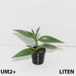 UM2+ Liten kruka grön växt kort spretis
