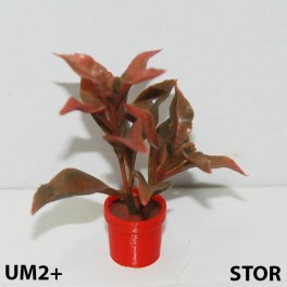 UM2+ Stor kruka blomma
