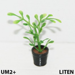 UM2+ Liten kruka grön växt